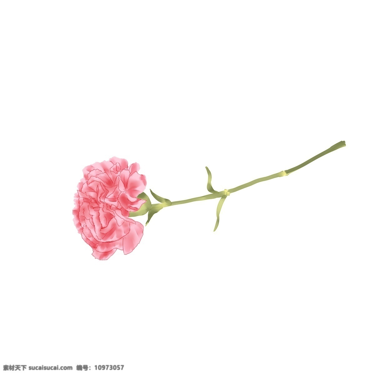 三八婦女節(jié) 粉色 單 支 康乃馨 手繪 婦女節(jié) 母親節(jié) 教師節(jié) 禮物 鮮花 花朵 花卉 粉色康乃馨 植物 節(jié)日送禮 清新 單支花朵
