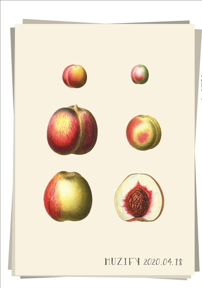 桃子果实 水果图鉴 桃子 果实 果核 生长图 水果 花卉 植物图鉴 生物世界