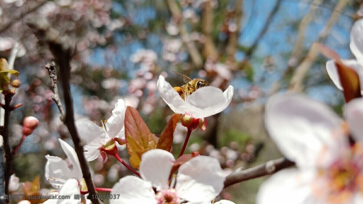 杏花 蜜蜂 花草 花卉 多彩的季节 春天 百花齐放 生物世界 树木树叶