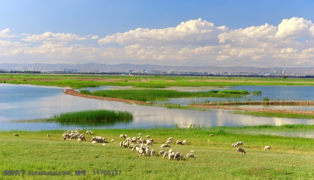 黄河岸边牧羊 牧羊 黄河 蓝天 绿草 白云 自然景观 自然风景