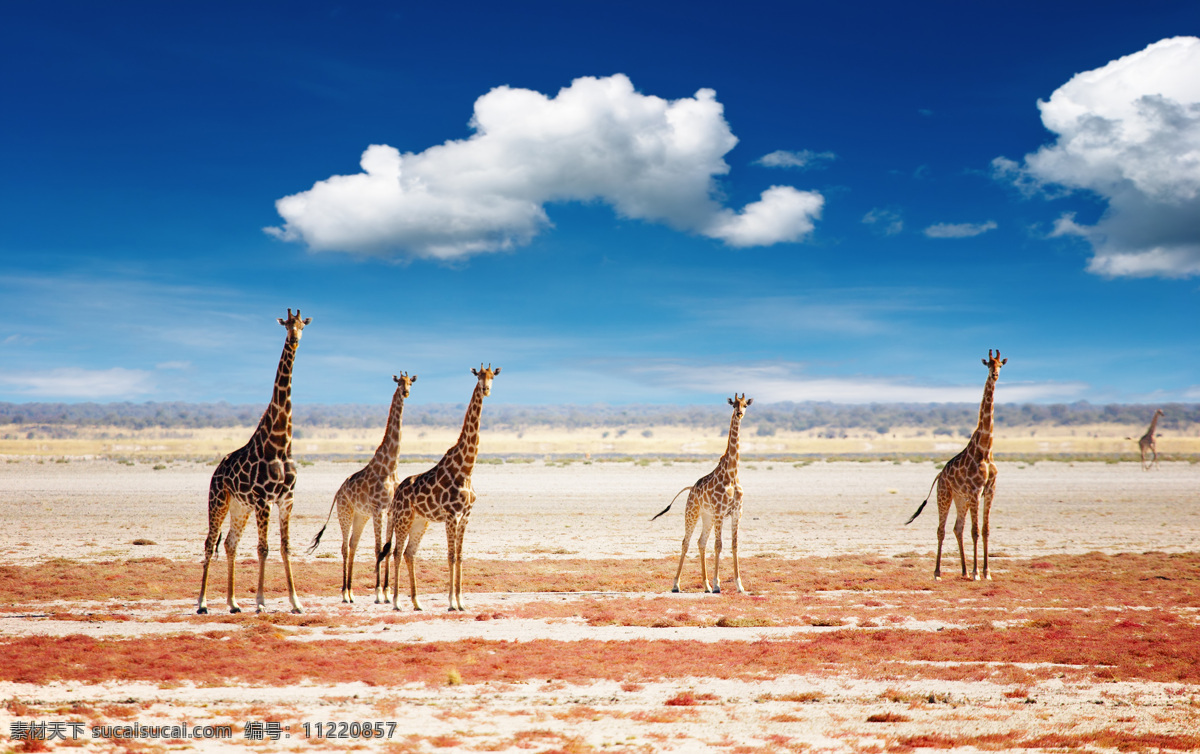野生生物 非洲 动物 干旱 蓝色 云彩 多云 沙漠 干燥 长颈鹿 大草原 天空 高 生物世界 野生动物 摄影图库