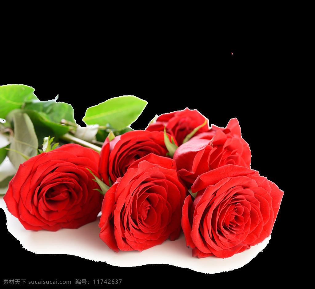 png元素 花朵 玫瑰 免抠元素 透明素材 鲜花 红色 鲜艳 元素