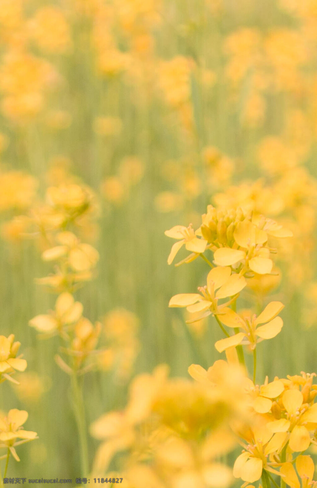 唯美 油菜花 花海 海报 背景 黄色 花朵海报背景 一朵花 花 唯美花朵
