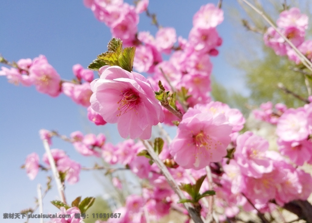 春天气息 春天 绿色 生机 桃花 粉色 枝干 嫩芽 乡村 自然景观 山水风景