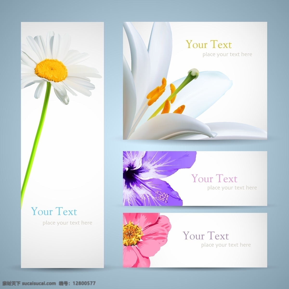 漂亮 鮮花 banner 百合 橫幅 花瓣 花朵 花蕊 菊花 卡片 矢量素材 矢量圖 花紋花邊