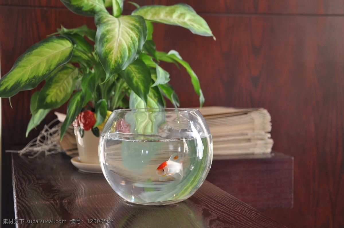 小 金魚 綠葉 盆景 生物世界 書本 魚類 浴缸 小金魚 小魚缸