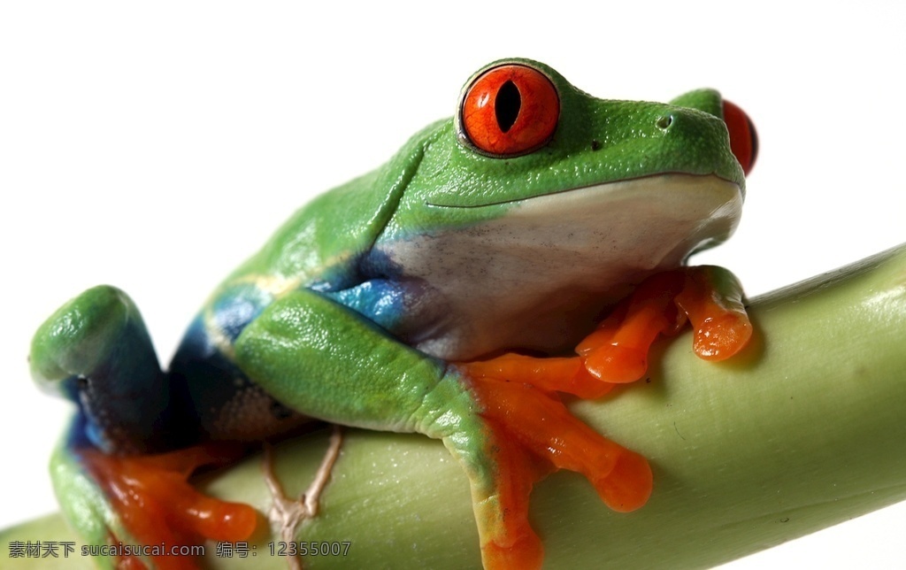 树蛙 唯美 可爱 动物 野生 生物世界 野生动物