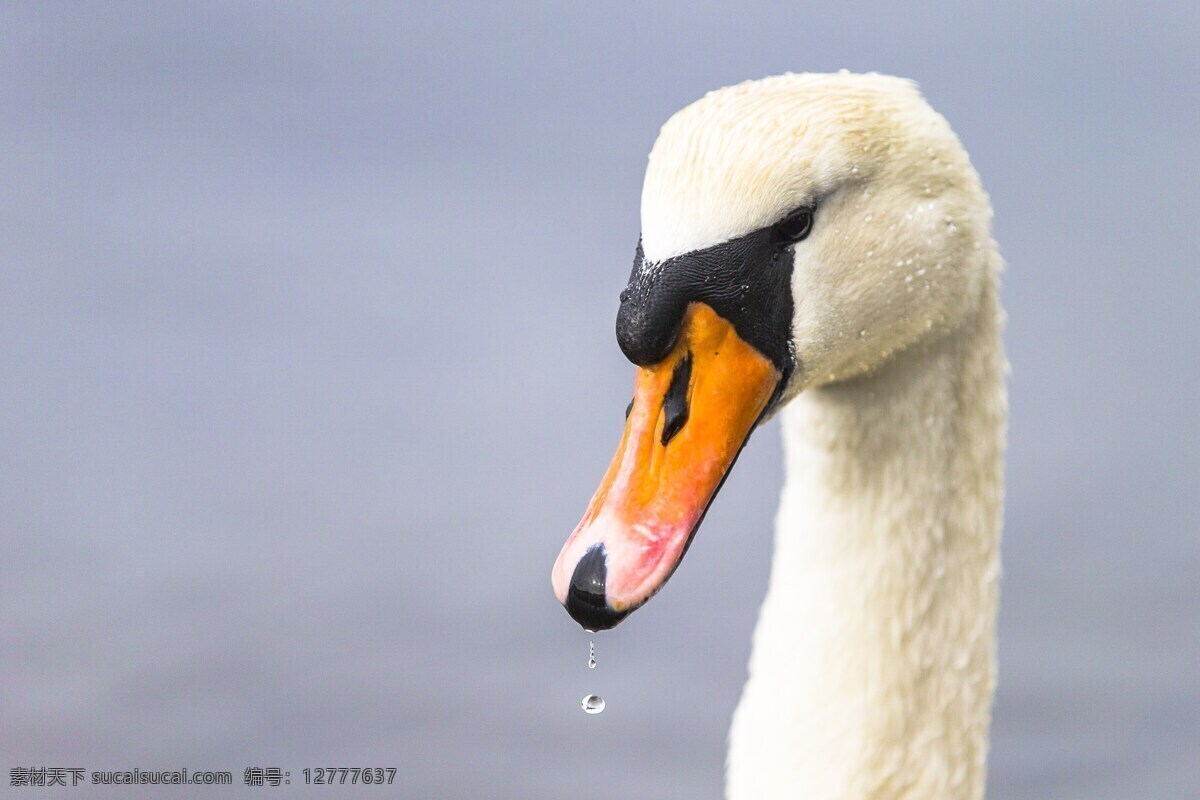 水里的白天鹅 白天鹅 水禽 美丽的天鹅 天鹅 珍惜动物 珍稀鸟类 保护动物 保护鸟类 生物世界 鸟类