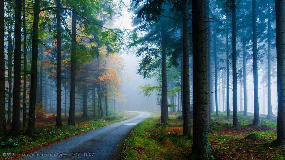 森林里的小路 针叶林 云杉 公路 雾 自然风景壁纸 小路 自然景观 自然风景