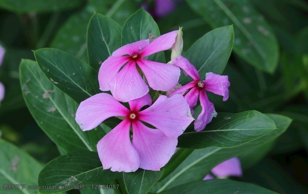 长春花图片 长春花 金盏草 四时春 日日新 花卉 花朵 花儿 花瓣 花草 绿化景观 园林景观 观赏花卉 园林风景 花卉大观园 生物世界