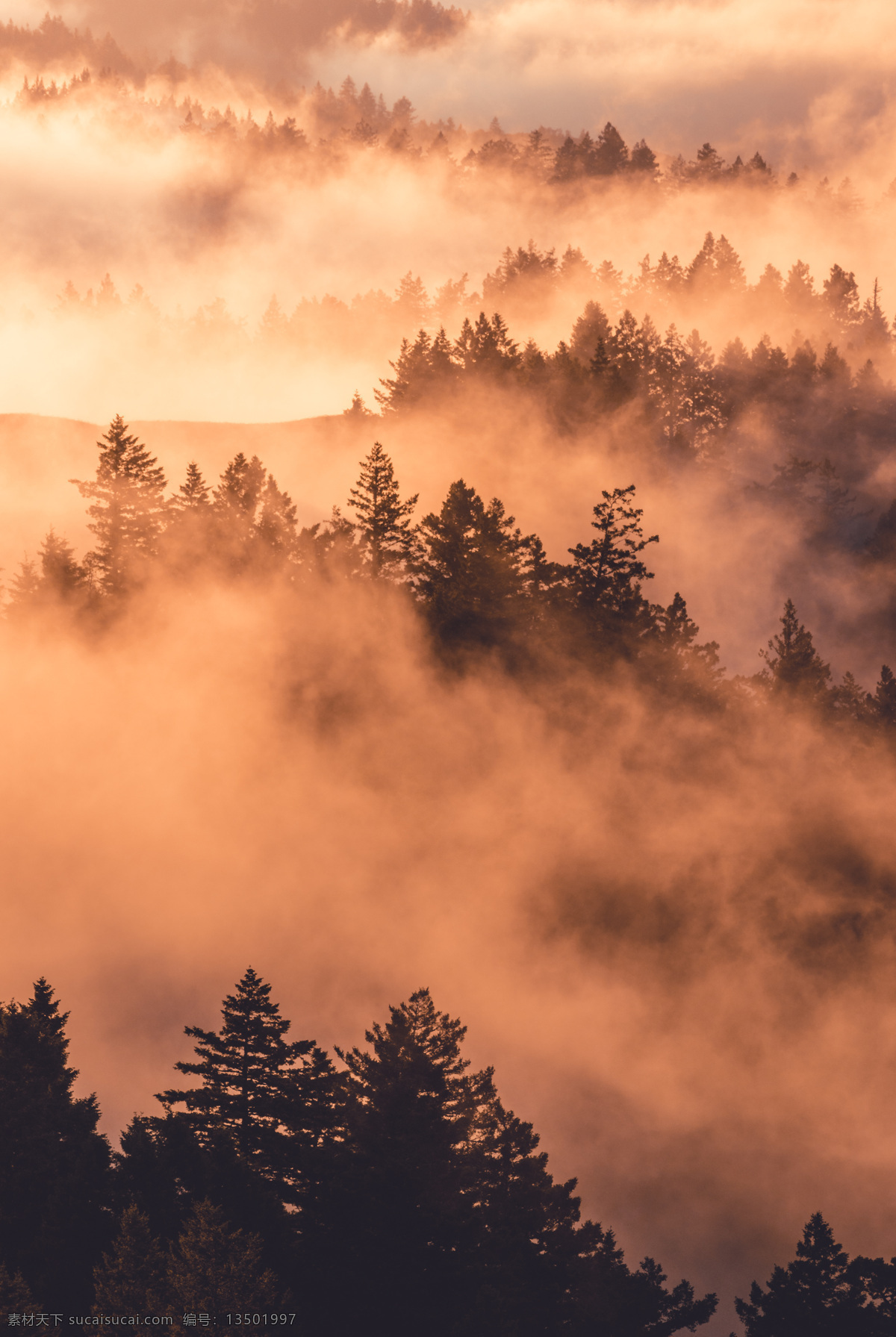 山间云雾图片 云雾 山 树林 树 剪影 自然景观 自然风景