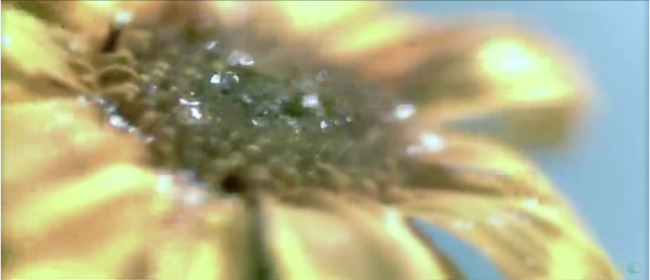 雨 中 葵花 雨水 拍打 花朵 上 高清 實(shí)拍 視頻 雨中 高清實(shí)拍