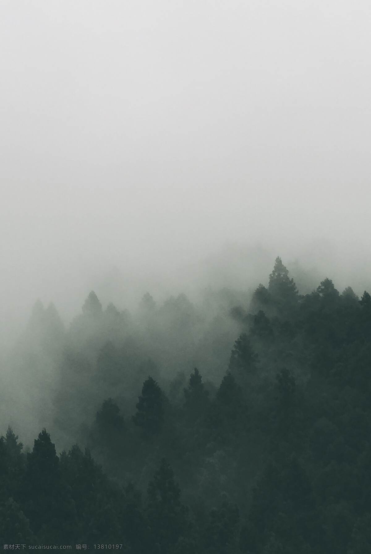山间云雾图片 山间云雾 山涧 迷雾 雾气 水雾 森林 树林 生物世界 树木树叶