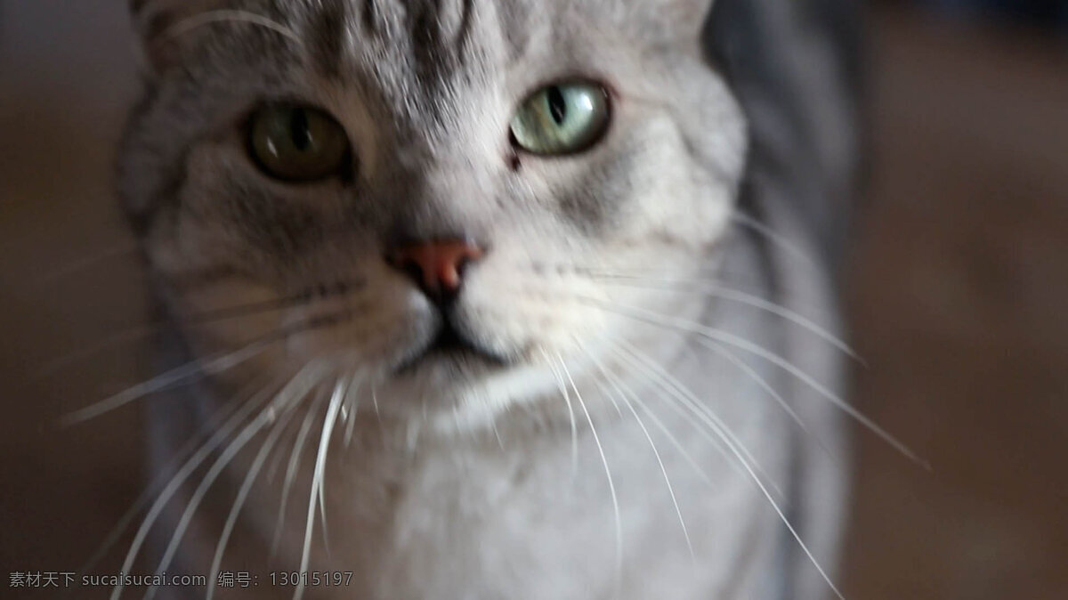银 猫 掌上电脑 动物 灰色 斑猫 宠物 家 家庭 国内的 驯化 毛皮 毛茸茸的 络腮胡子 手持