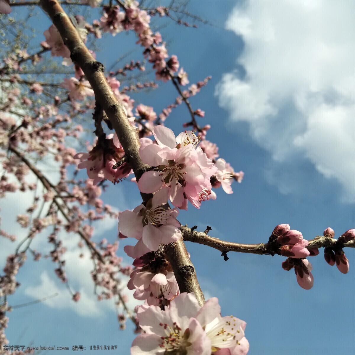 春季桃花 朵朵开 桃花 盛开 植物 花朵 自然 生物世界 花草