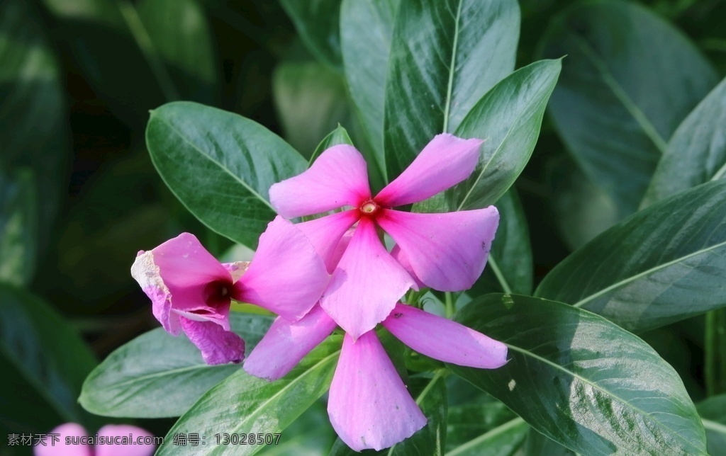 长春花图片 长春花 金盏草 四时春 日日新 花卉 花朵 花儿 花瓣 花草 绿化景观 园林景观 观赏花卉 园林风景 花卉大观园 生物世界