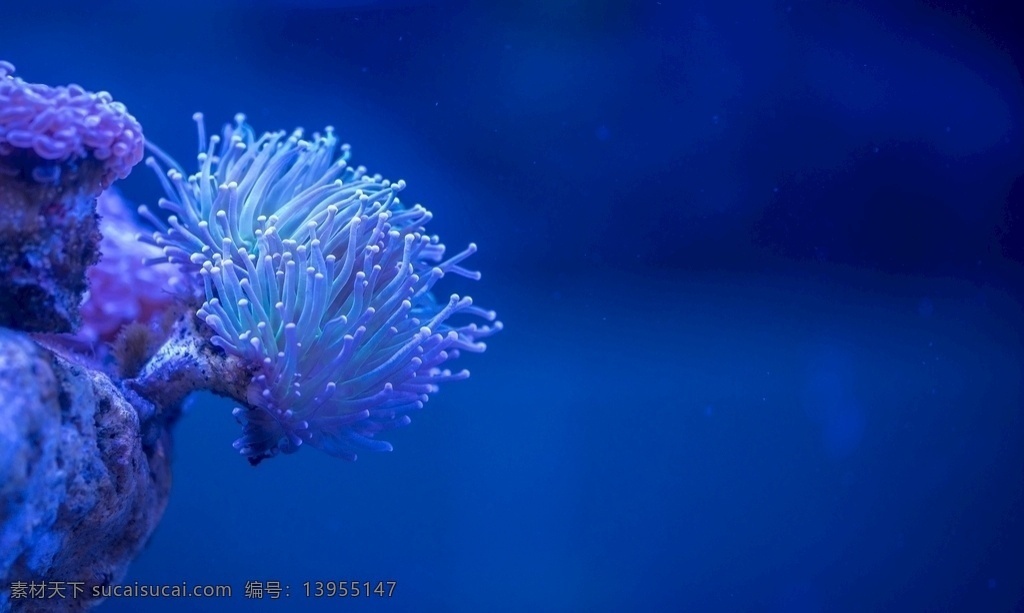 珊瑚图片 珊瑚 水族馆 拍摄 彩色 单株 海洋生物 生物世界
