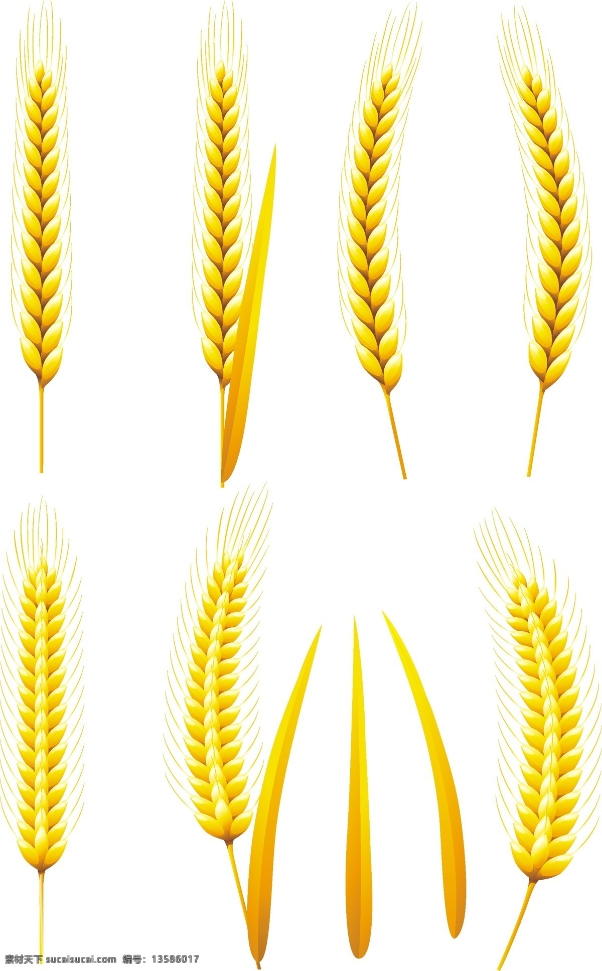 金色小麦麦穗 小麦 麦穗 黄色 矢量素材 设计素材