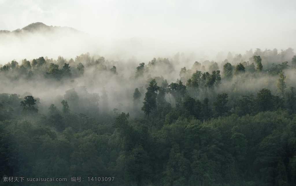 山间云雾图片 山间云雾 山涧 迷雾 雾气 水雾 森林 树林 生物世界 树木树叶