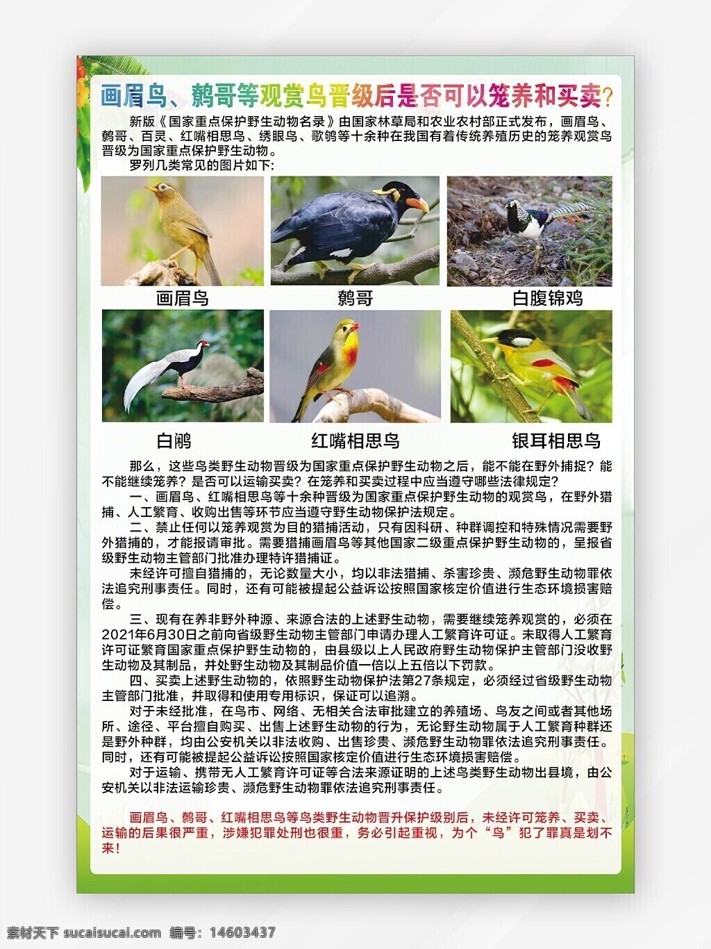 ?；ひ吧?画眉鸟 鹩哥 观赏鸟 红嘴相思鸟 违规贩卖 野生动物保护法 鸟类升级 养殖限制 非法交易 动物?；ば?鸟类?；?濒危物种 生态保护 自然生态