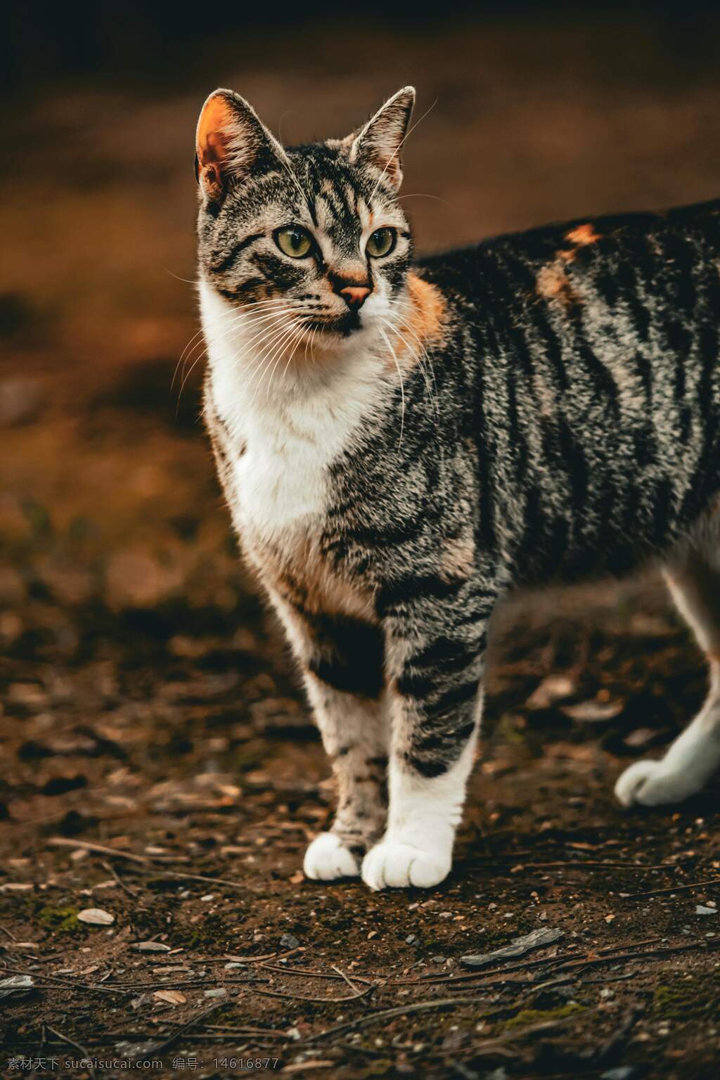 貓咪 灰色斑紋 動物攝影 自然環(huán)境 戶外場景 貓科動物 專注神情 白色爪子 樹林背景 秋季色調(diào) 生物特寫 自然光線 野外生活