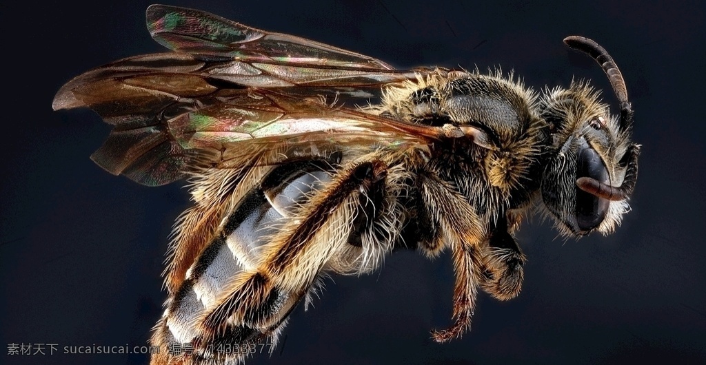 蜜蜂标本 蜜蜂 昆虫 虫子 特写 蜂蜜 蜜蜂图片 养蜂 大黄蜂标本 生物世界