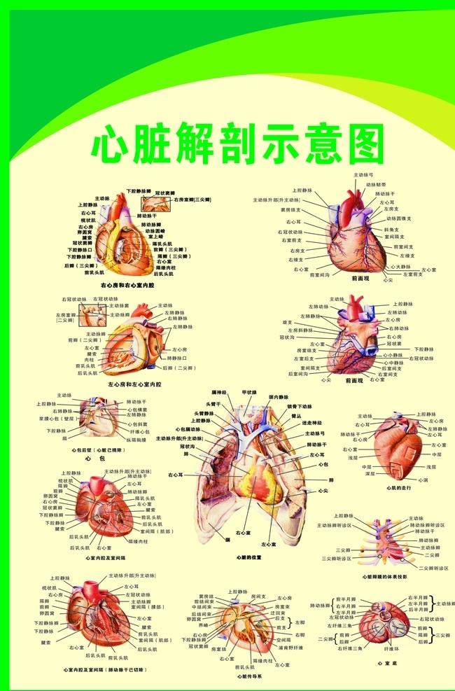 心脏解剖图 心脏 解剖 内脏 心 dm宣传单