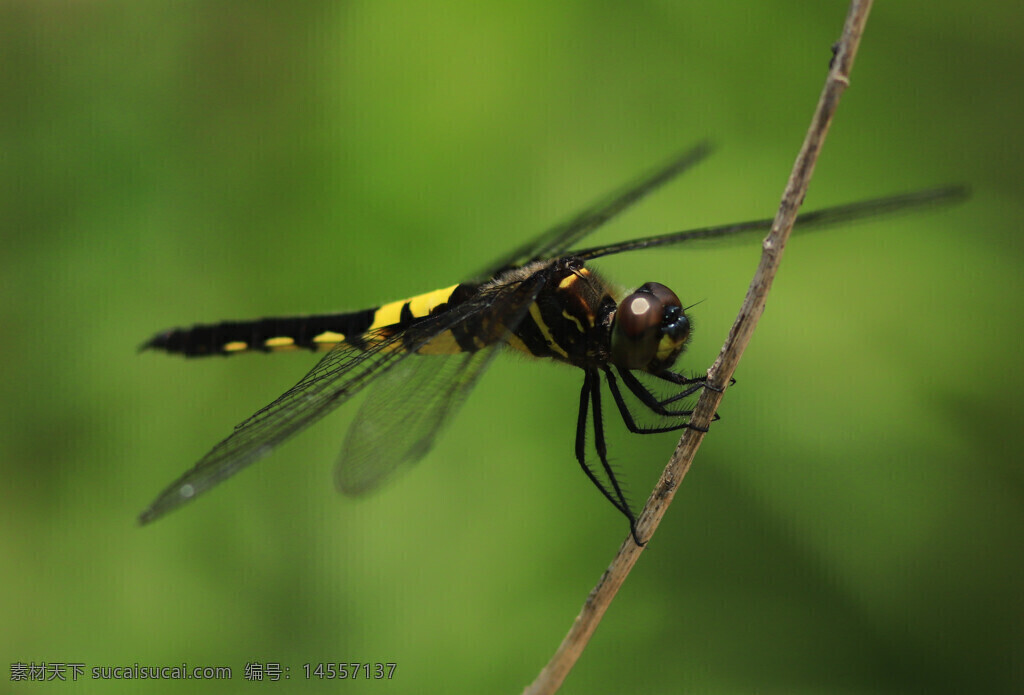 蜻蜓 枯枝 绿背景 虚化 复眼 黄色斑点 黑色条纹