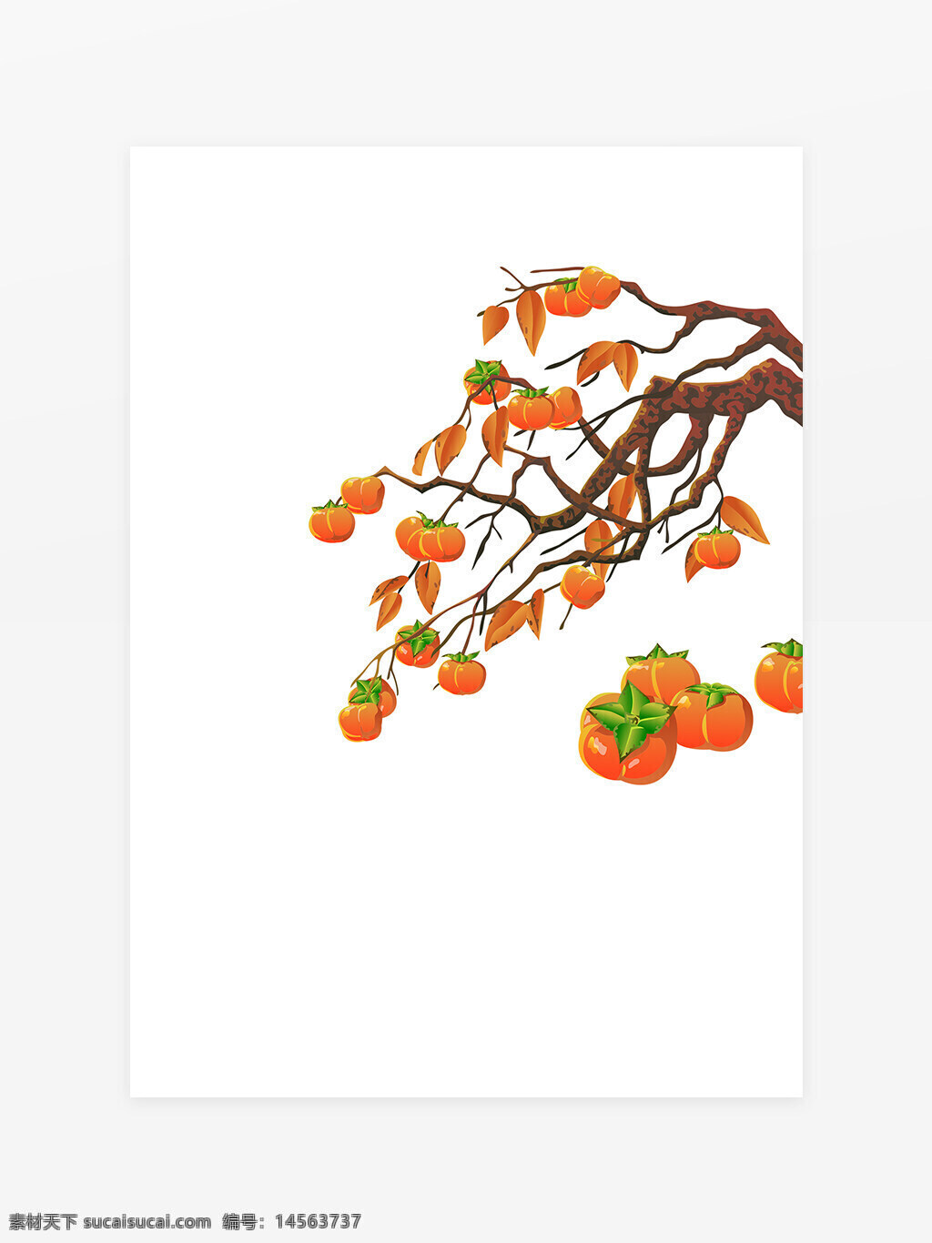 手绘柿子 柿子树 果实 手绘 植物 彩绘艺术
