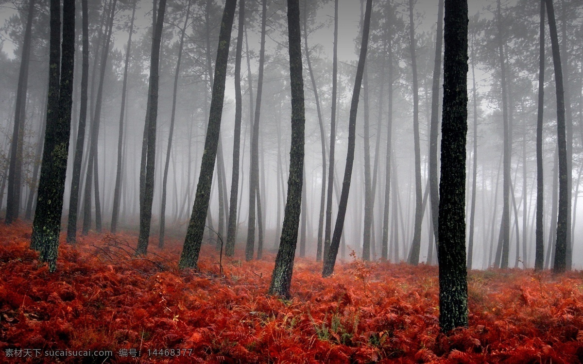 秋天 里 树林 美景 树木 落叶 乡村风采 自然景观 自然风景
