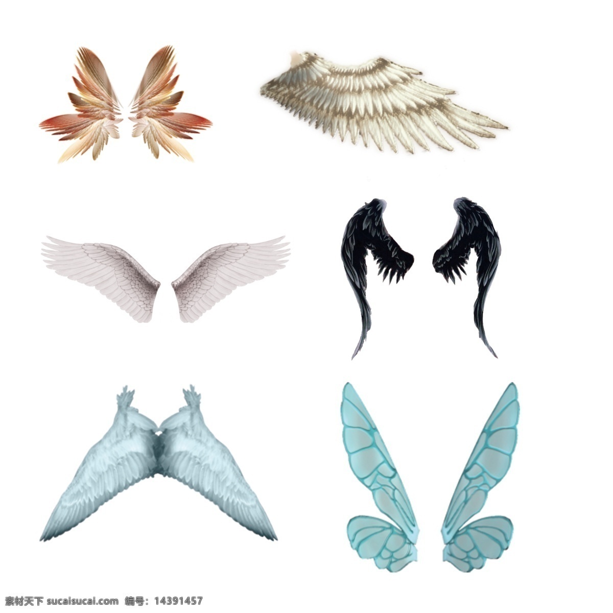 各种鸟类翅膀 鸟类翅膀 翅膀 昆虫翅膀 蝴蝶翅膀 蝴蝶 鸟类 生物世界