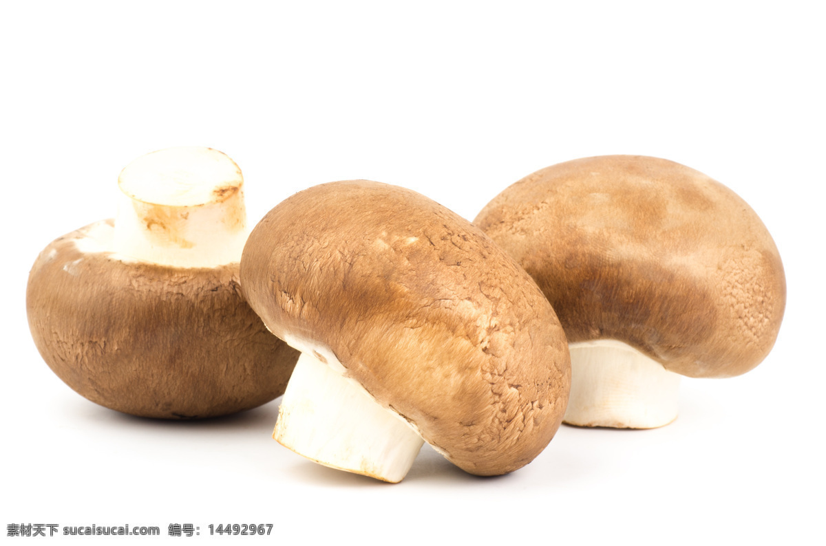 三颗蘑菇特写 食用菇广告 蘑菇 香菇 美味食物 真菌 植物 双孢蘑菇 食用菌 调味品 美食 双孢菇 杏鲍菇 餐饮美食 食物原料