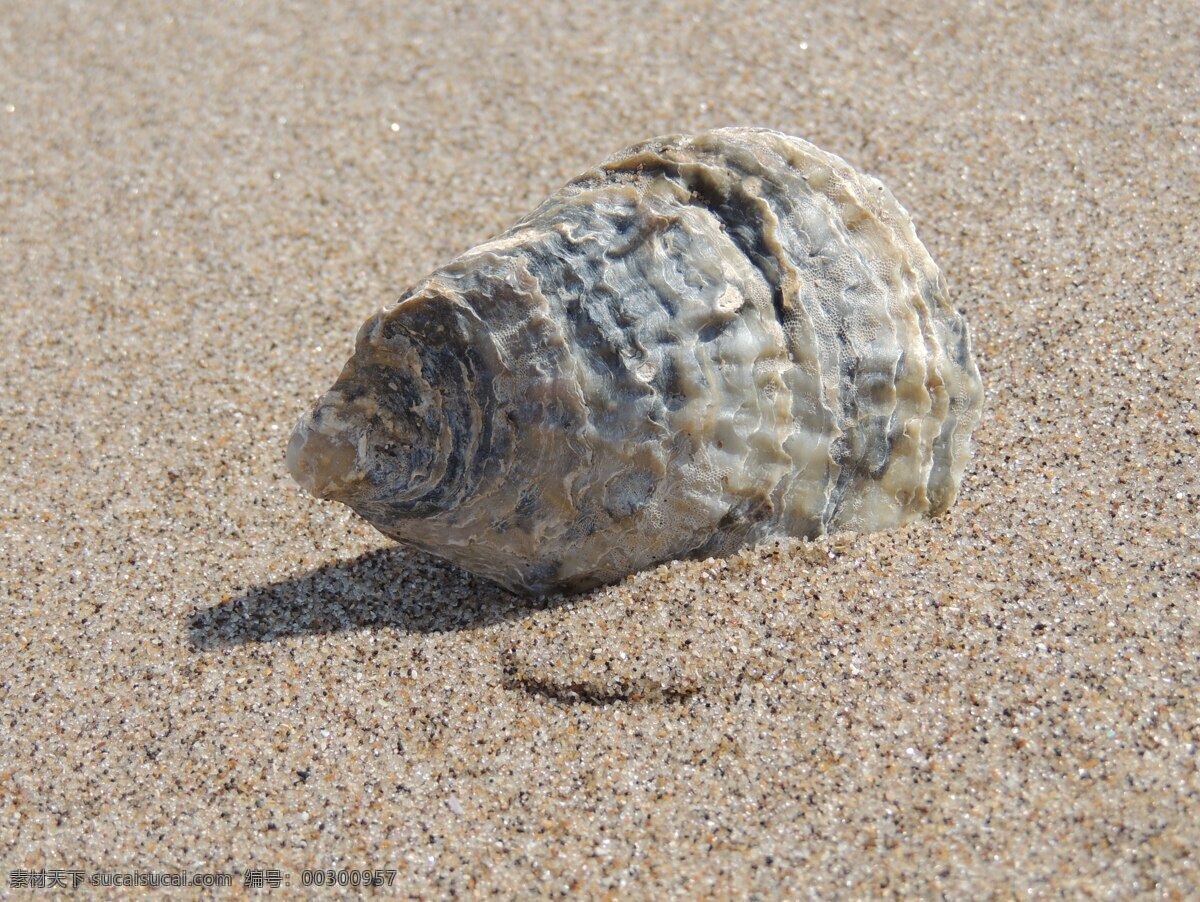贝壳写真 海螺 沙滩贝壳 海洋贝壳 漂亮贝壳 沙滩上的贝壳 海滩贝壳 生物 生物世界 海洋生物