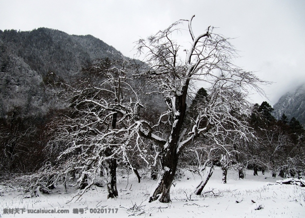 枯树 雪山 雪地 雪景 下大雪 山 松树 自然风景 自然景观
