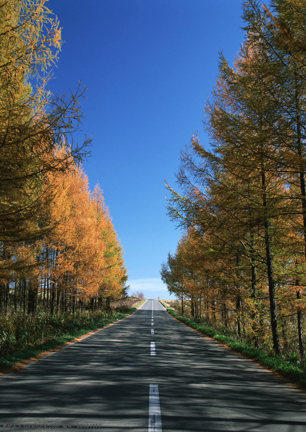 公路 旁 两 排 黄叶 柏树 黄叶柏树 两排黄叶柏树 公路两旁树 森林公园 树木 自然景观 山水风景
