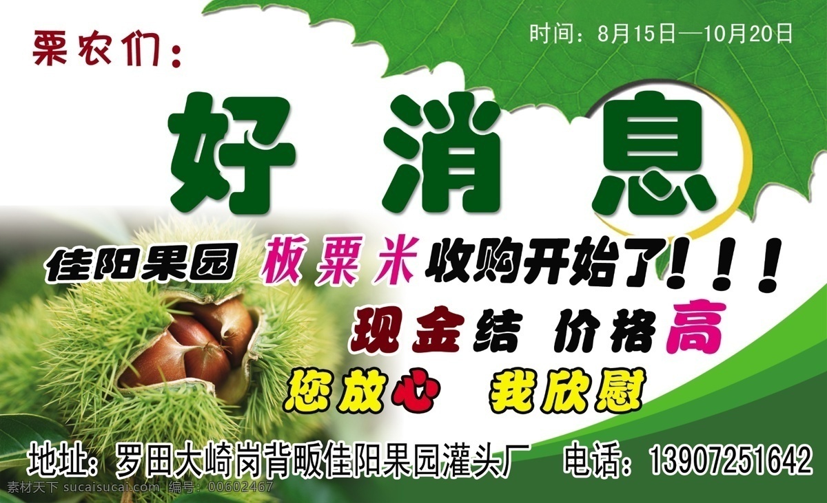 罗田 佳 阳 果园 板栗 收购 好消息 罗田板栗 佳阳果园 收购板栗 现金结算 罗田县大畸乡 岗背畈 dm宣传单 广告设计模板 源文件