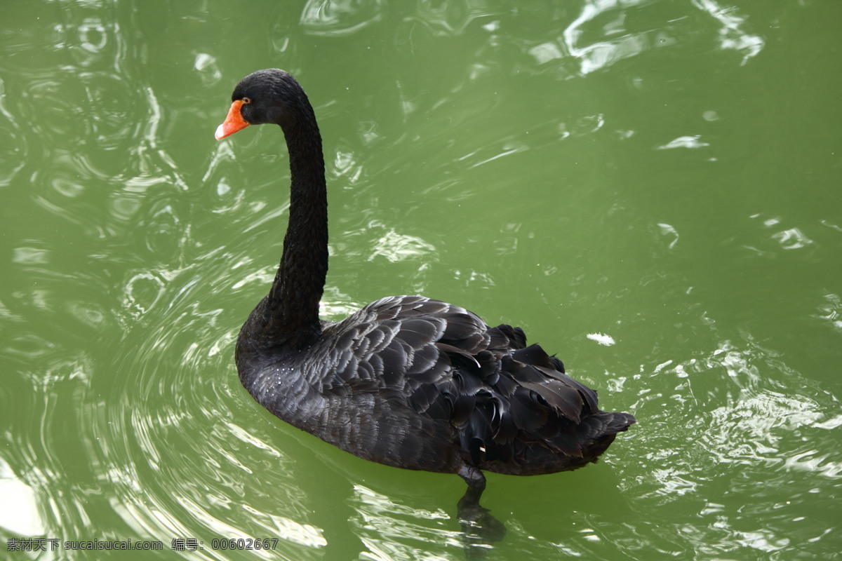 黑天鹅 鸟类摄影 鸟类 生物 动物 天鹅 生物世界 绿色