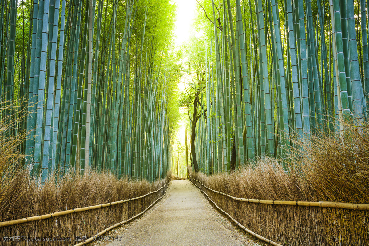 竹林 竹子 翠竹 阳光 光线 绿竹 绿色背景 竹子背景 竹子特写 竹叶 生物世界 树木树叶