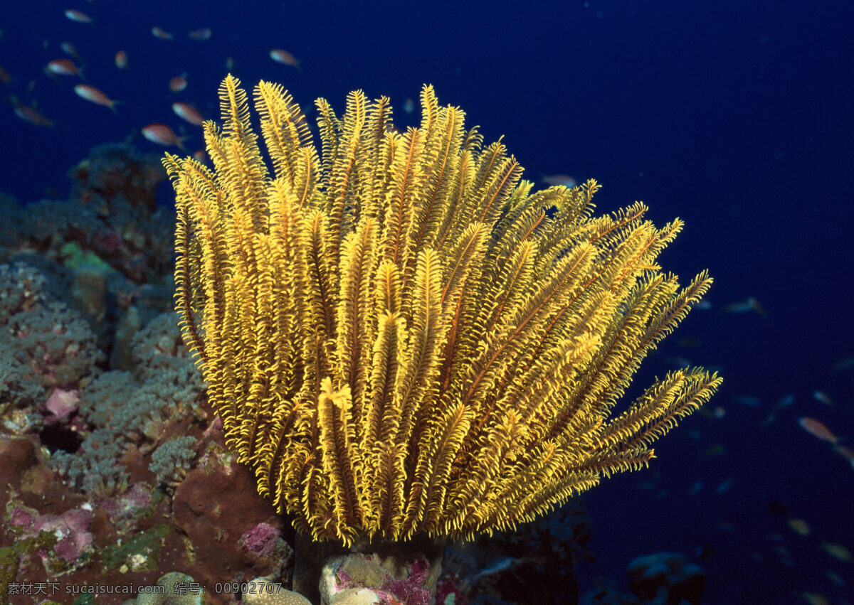 海洋生物 海底世界 海洋 礁石 生物世界 鱼 鱼类 珊蝴礁石 珊蝴 海底景色