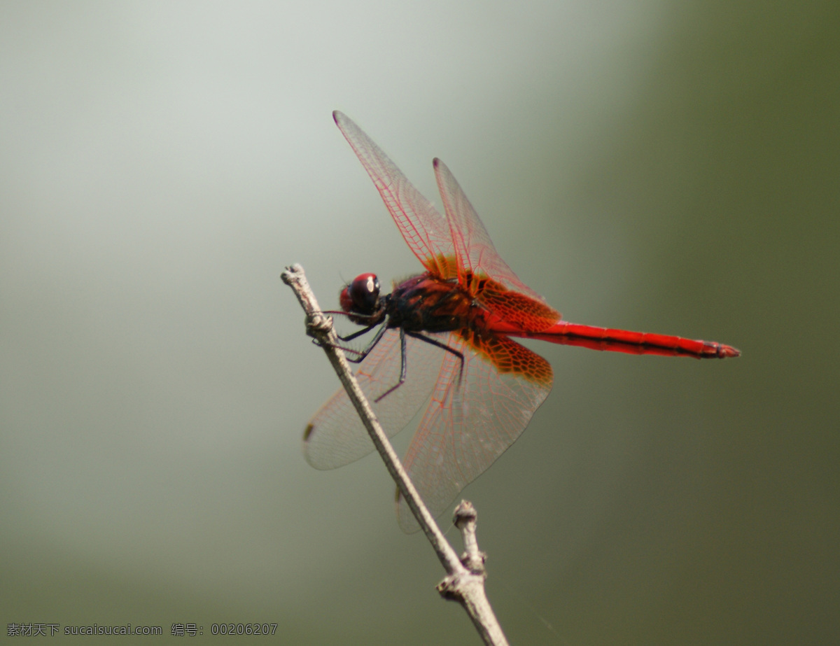 红蜻蜓 蜻蜓 昆虫 清晰昆虫 清晰蜻蜓 生物世界