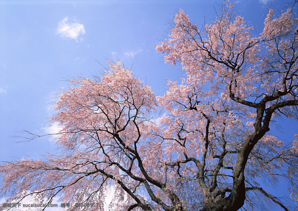 杏花树 树干 秋天的树林 秋林 秋景 树枝 枝丫 山林 树林 树木 深林 生物世界 树木树叶