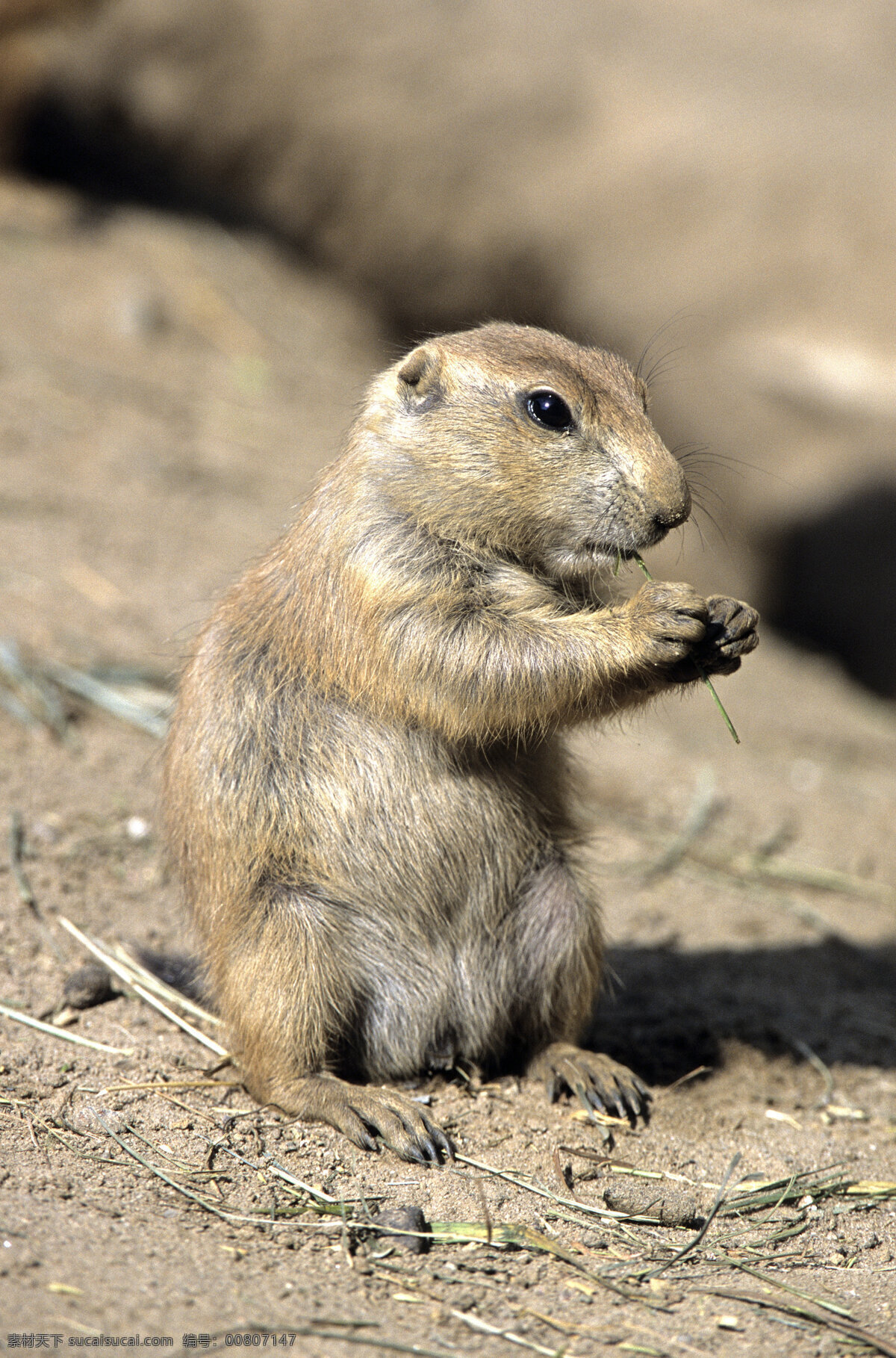可爱 小 松鼠 小松鼠 野生动物 动物世界 摄影图 陆地动物 生物世界