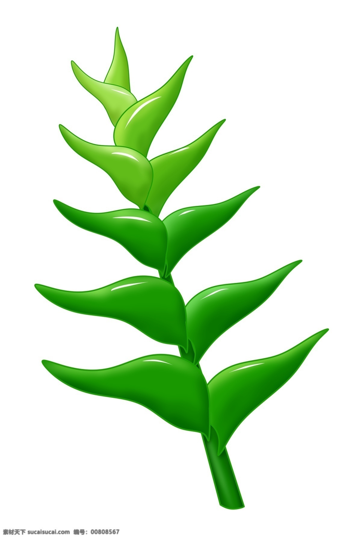 精美热带叶子 绿色 植物 春季