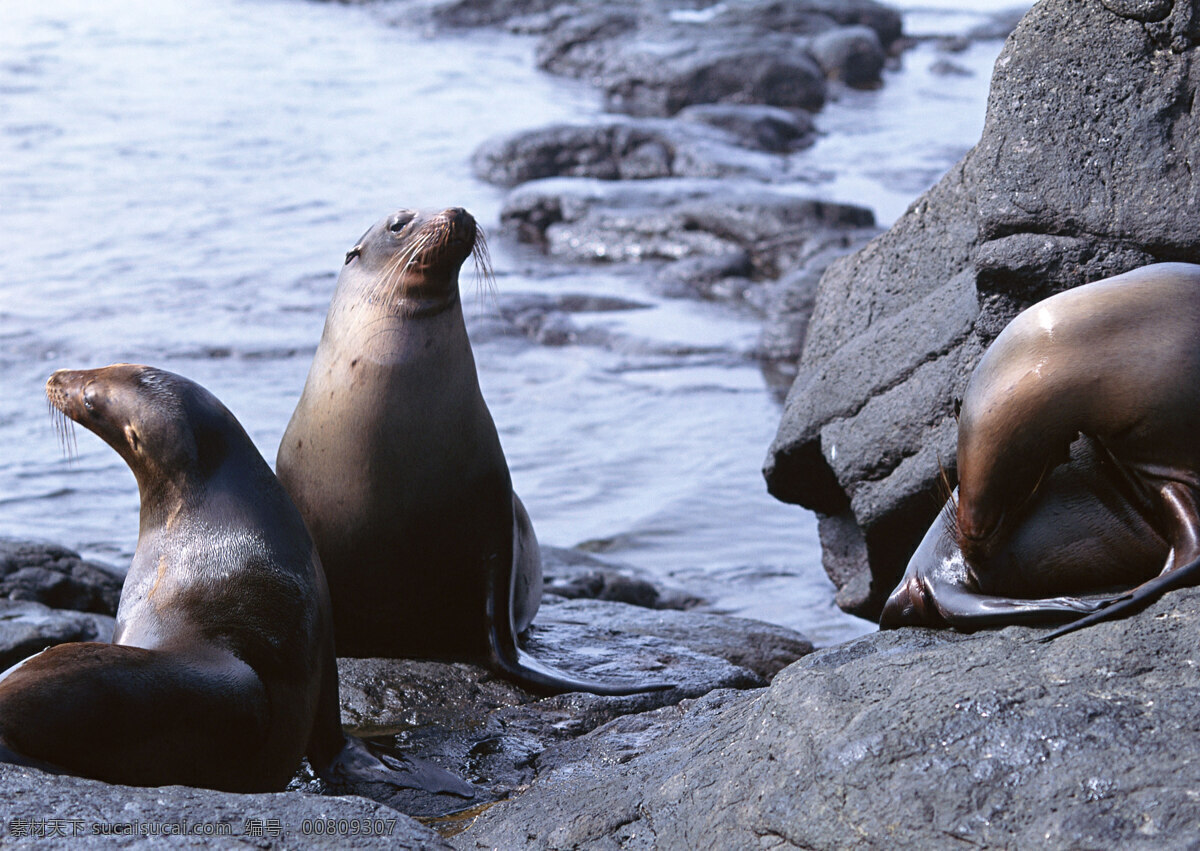 海边上的海豹 动物世界 生物世界 大海 海岸 海豹 水中生物 黑色