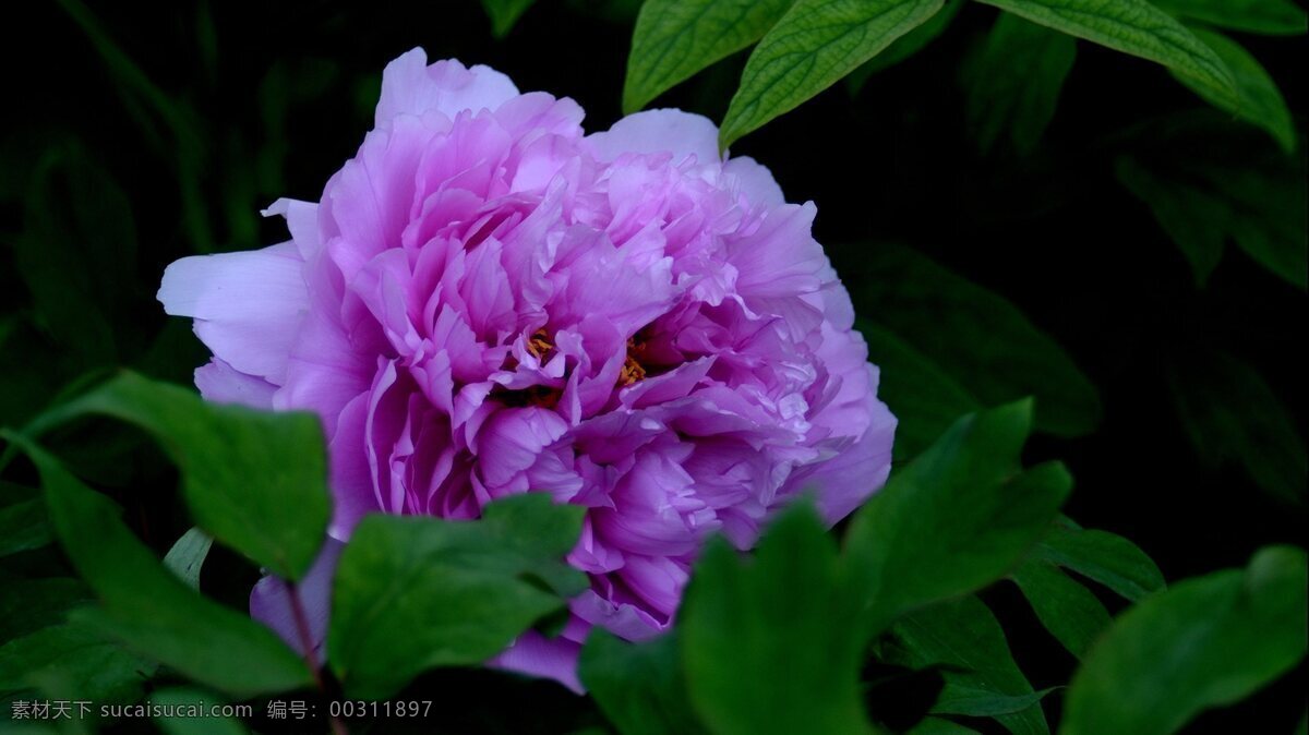 漂亮 牡丹花 高清 鲜花 花卉 花朵 花草 植物