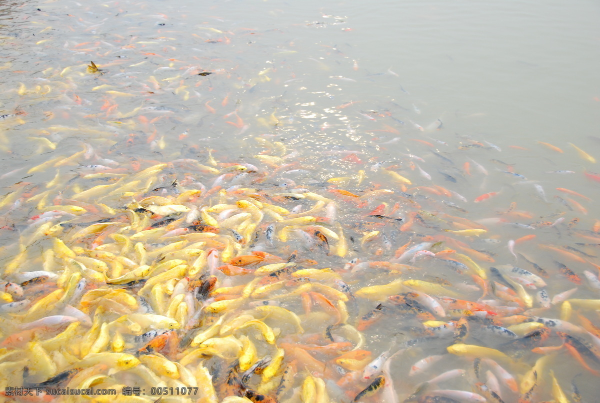 锦鲤 群 动物世界 鲤鱼 生物世界 鱼 鱼类 锦鲤群 红鲤鱼 群鱼