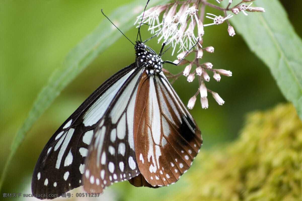 蝴蝶 飞舞 昆虫图片 设计图 生物世界