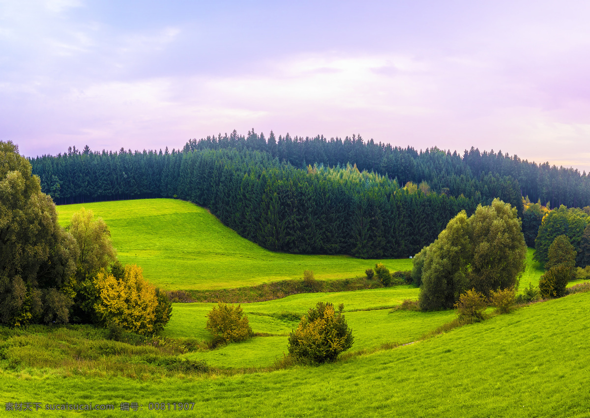 树林 壁纸 森林背景 树木 草地 阳光 树枝 森林素材 绿色背景 风景 自然风景