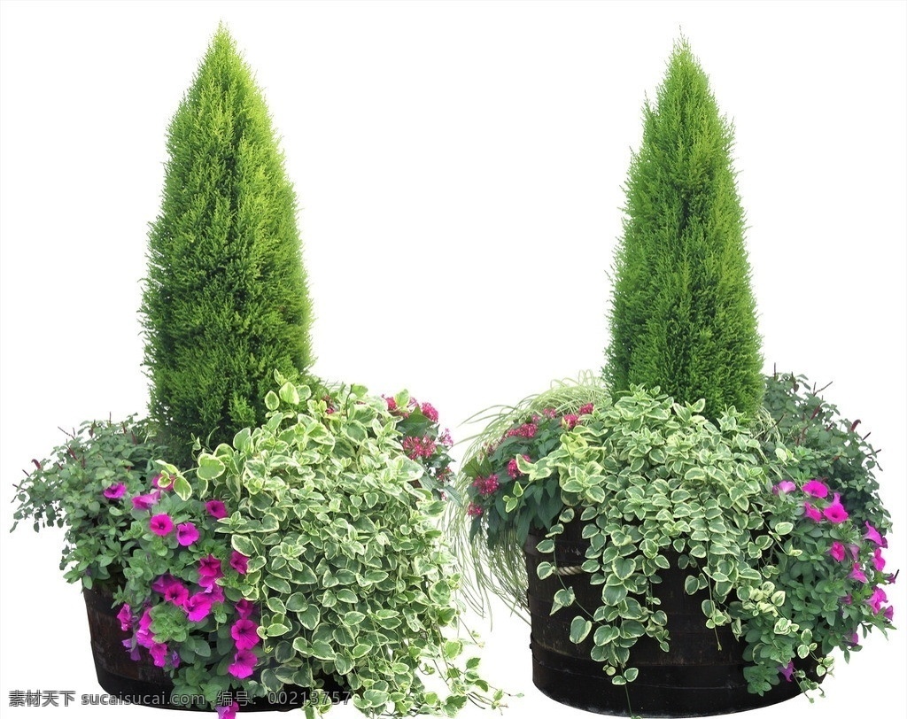 花 盆栽 植物 植被 扣好 花草 生物世界