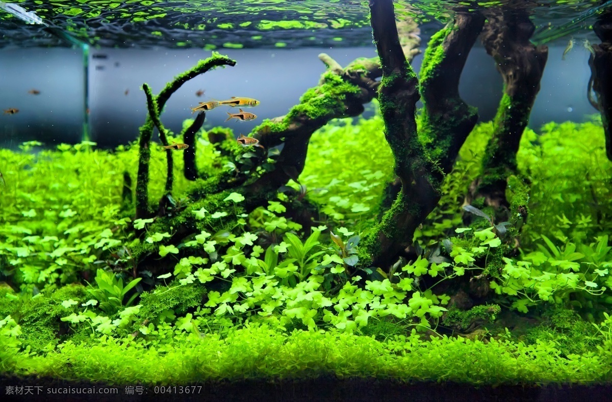 水草 水族造景 热带鱼 水草造景 热带雨林 生物世界 鱼类